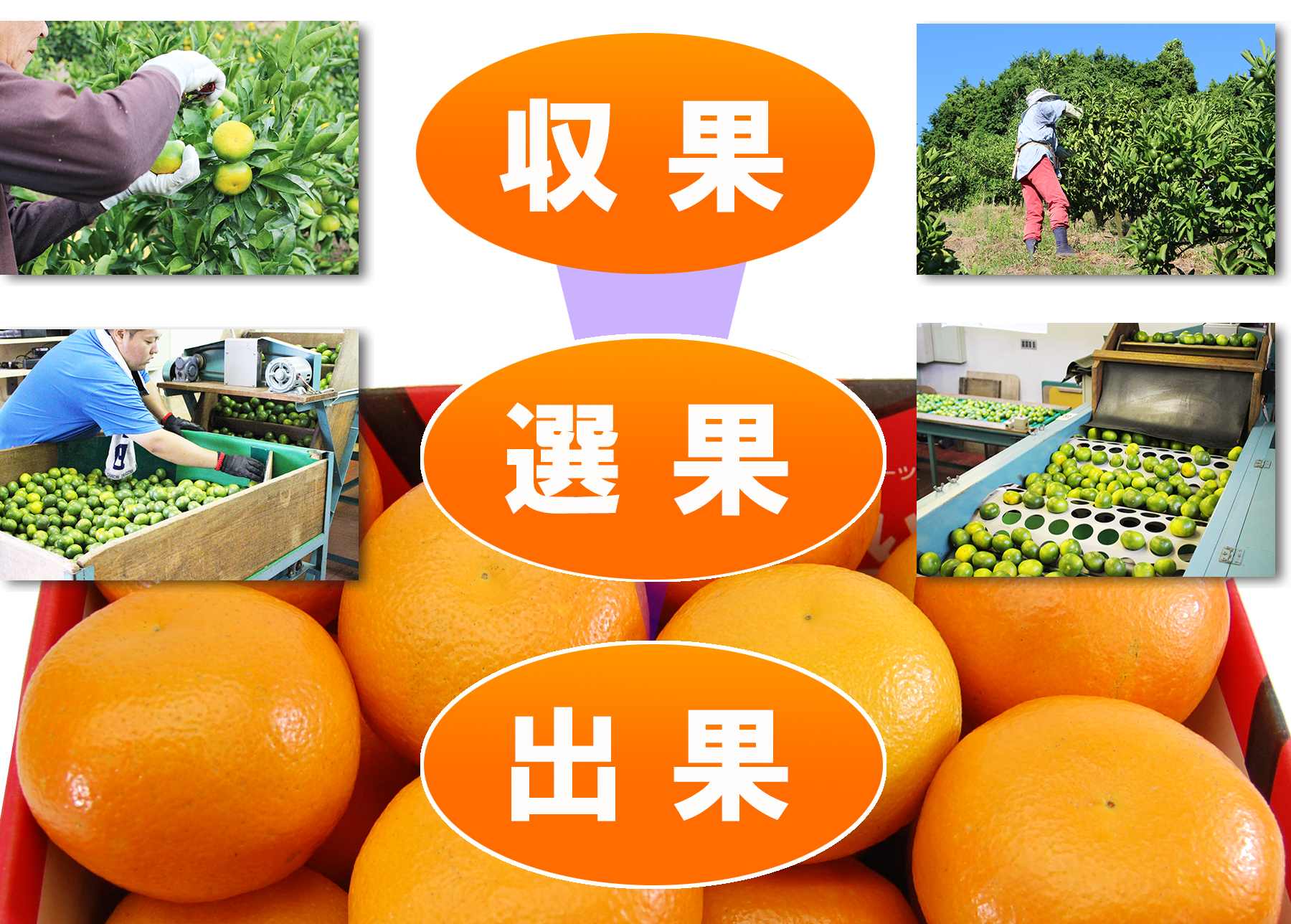 愛媛県産 みやうちいよかん