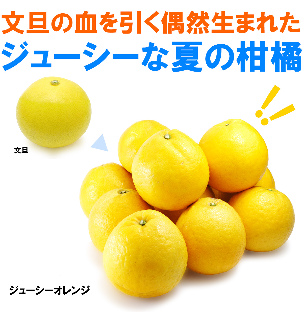 愛媛県産 ジューシーオレンジ・ジューシーフルーツ・愛南ゴールド・美生柑（みしょうかん）・宇和ゴールド・愛南ゴールド・灘オレンジ
