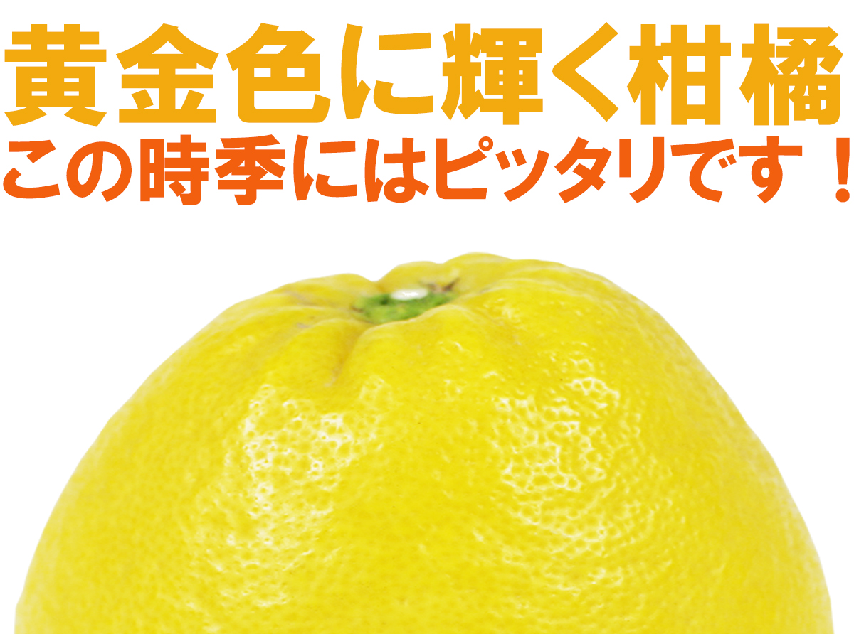 愛媛県産 ジューシーオレンジ・ジューシーフルーツ・愛南ゴールド・美生柑（みしょうかん）・宇和ゴールド・愛南ゴールド・灘オレンジ