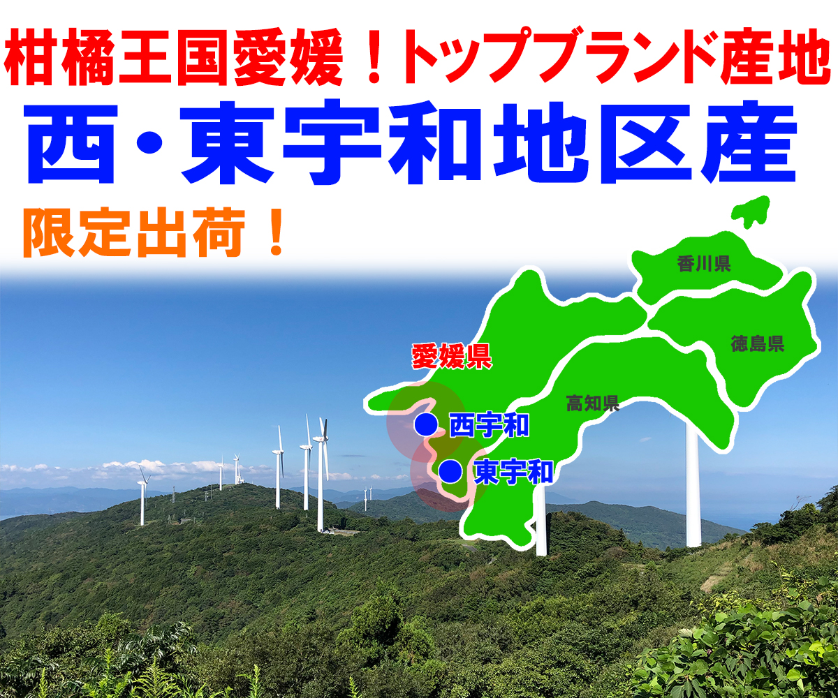 愛媛県産 ジューシーオレンジ・ジューシーフルーツ・愛南ゴールド・美生柑（みしょうかん）・宇和ゴールド・愛南ゴールド・灘オレンジ