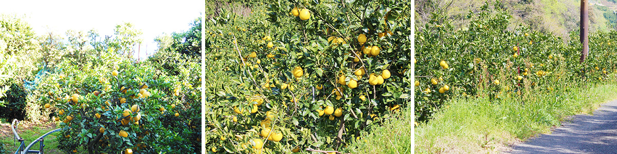愛媛県産 ジューシーオレンジ・ジューシーフルーツ・愛南ゴールド・美生柑（みしょうかん）・宇和ゴールド・愛南ゴールド・灘オレンジ