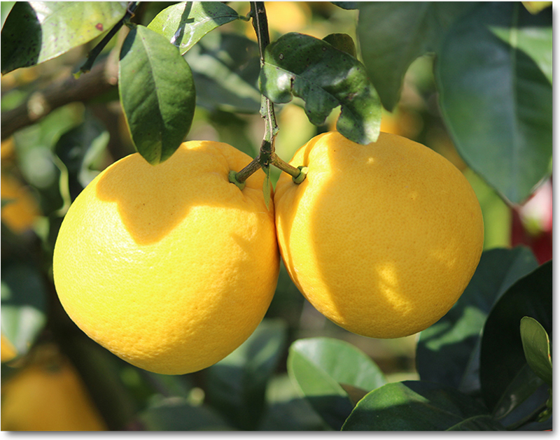 愛媛県産 ジューシーオレンジ・ジューシーフルーツ・愛南ゴールド・美生柑（みしょうかん）・宇和ゴールド・愛南ゴールド・灘オレンジ