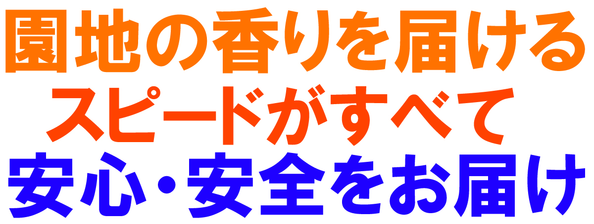 愛媛県産 ジューシーオレンジ・ジューシーフルーツ・愛南ゴールド・美生柑（みしょうかん）・宇和ゴールド・愛南ゴールド・灘オレンジ