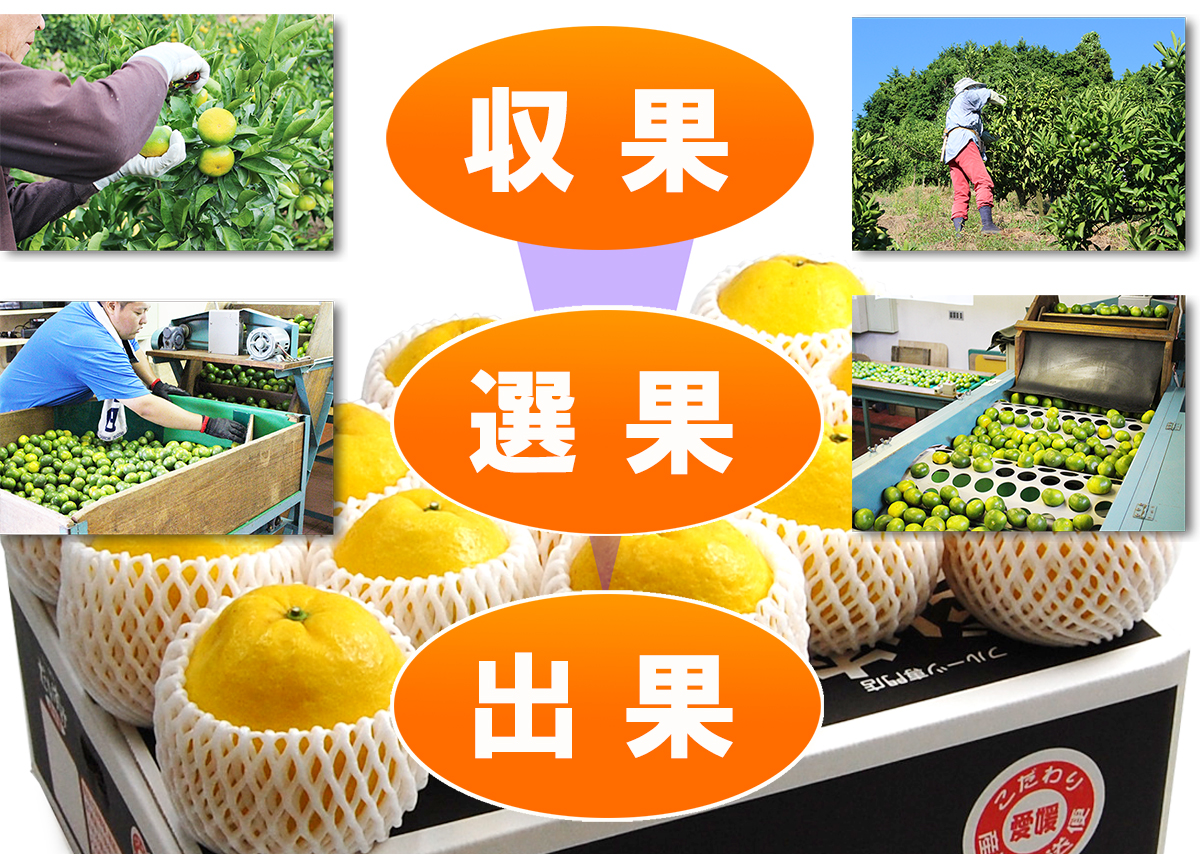 愛媛県産 ジューシーオレンジ・ジューシーフルーツ・愛南ゴールド・美生柑（みしょうかん）・宇和ゴールド・愛南ゴールド・灘オレンジ
