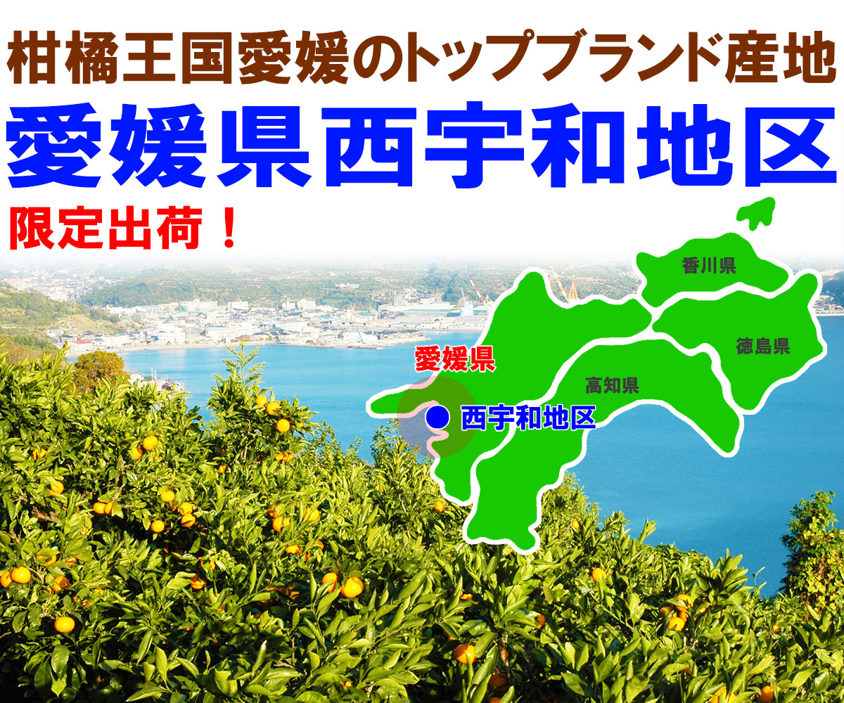 愛媛県産 甘平（かんぺい）