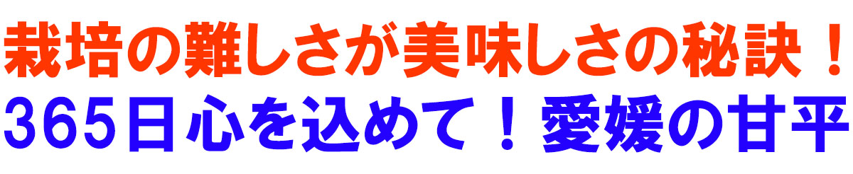 愛媛県産 甘平（かんぺい）