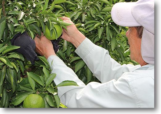 愛媛県産 甘平（かんぺい）