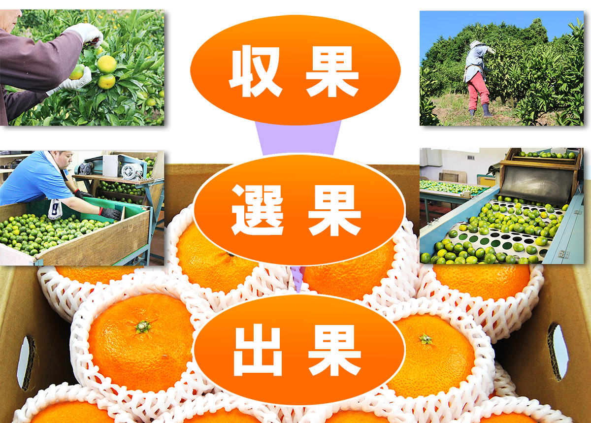 愛媛県産 甘平（かんぺい）