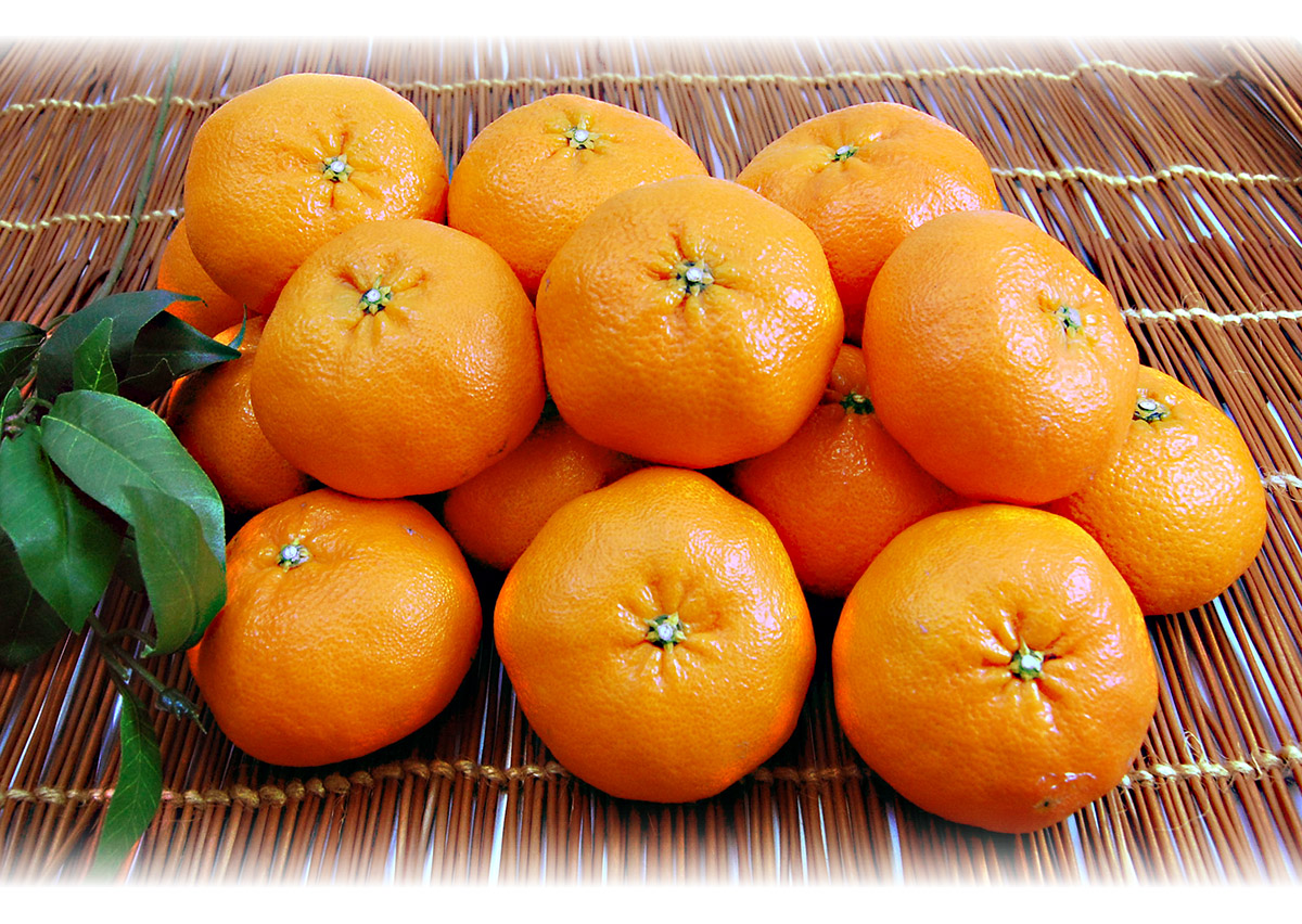 愛媛県産 甘平（かんぺい）