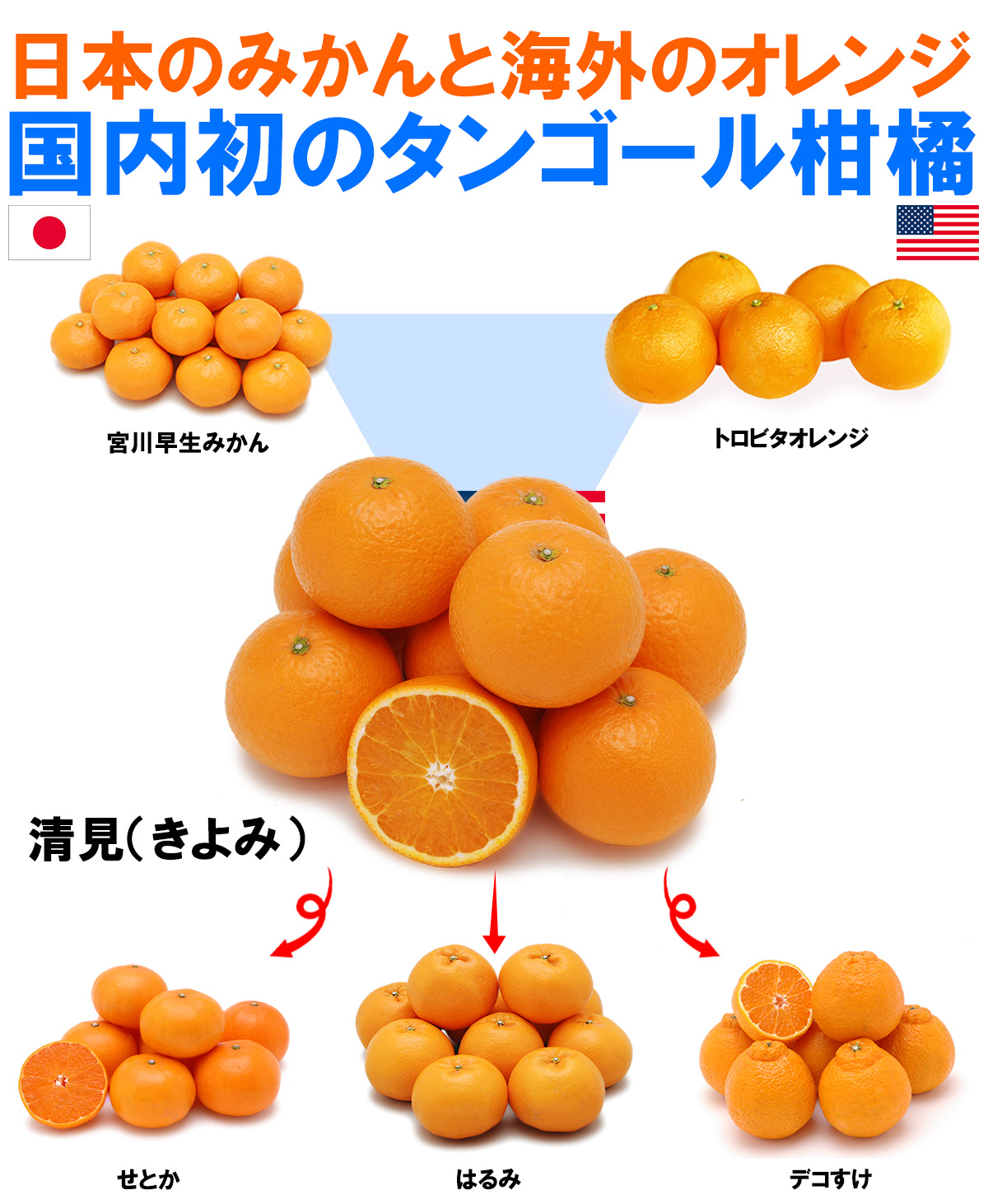 愛媛県産 清見（きよみ）