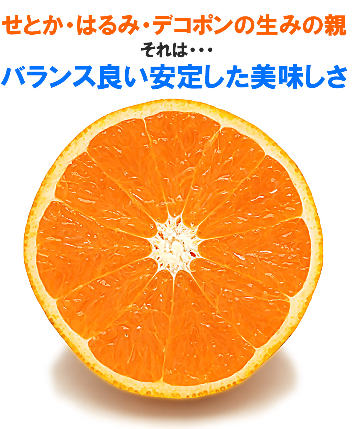 愛媛県産 清見（きよみ）