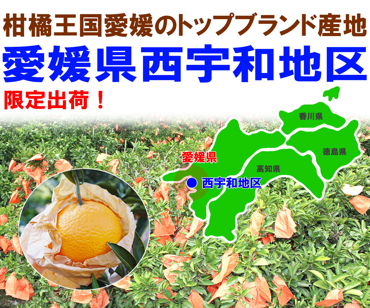 愛媛県産 清見（きよみ）
