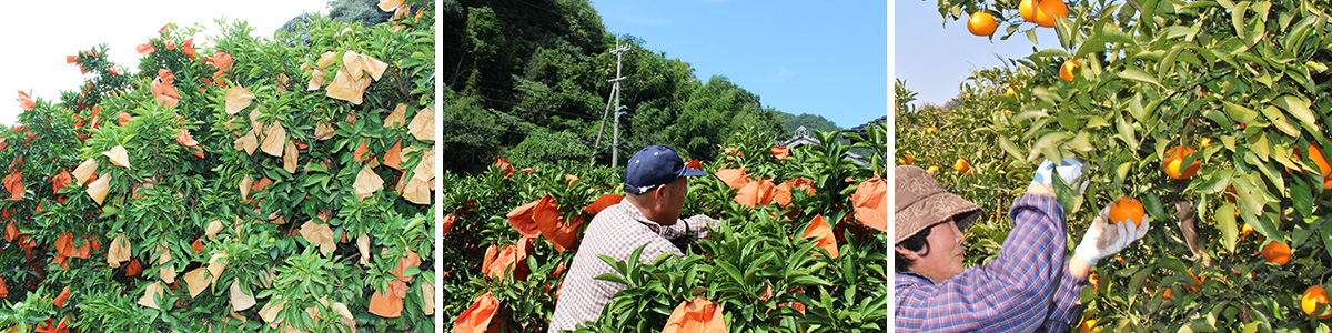 愛媛県産 清見（きよみ）
