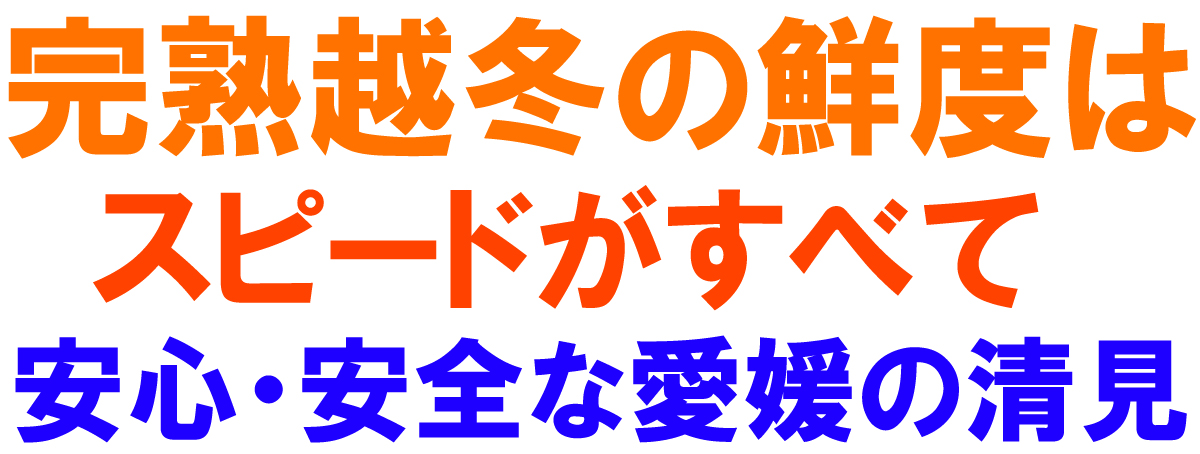 愛媛県産 清見（きよみ）