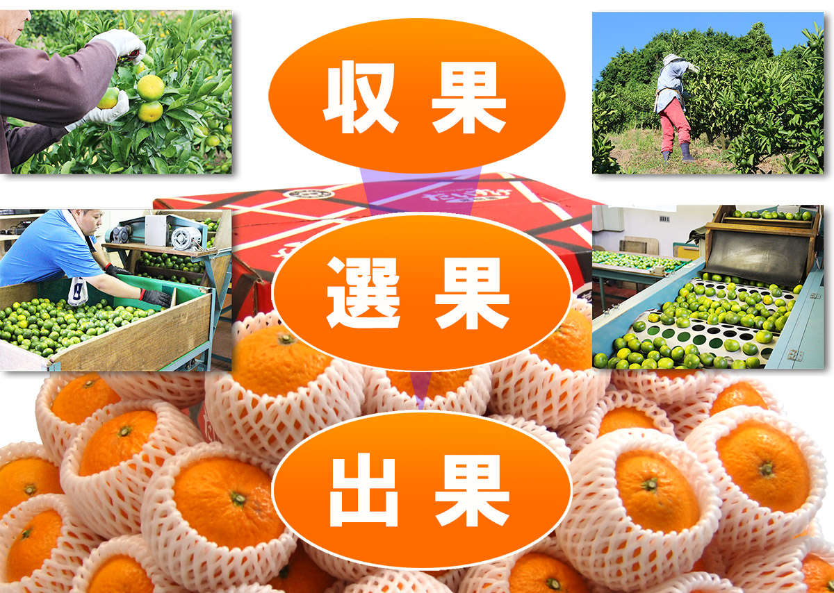 愛媛県産 清見（きよみ）