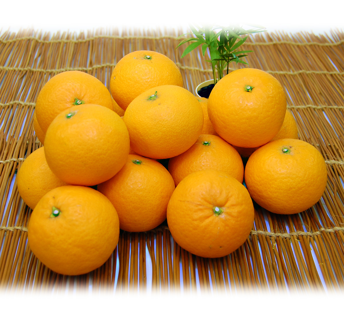 愛媛県産 清見（きよみ）