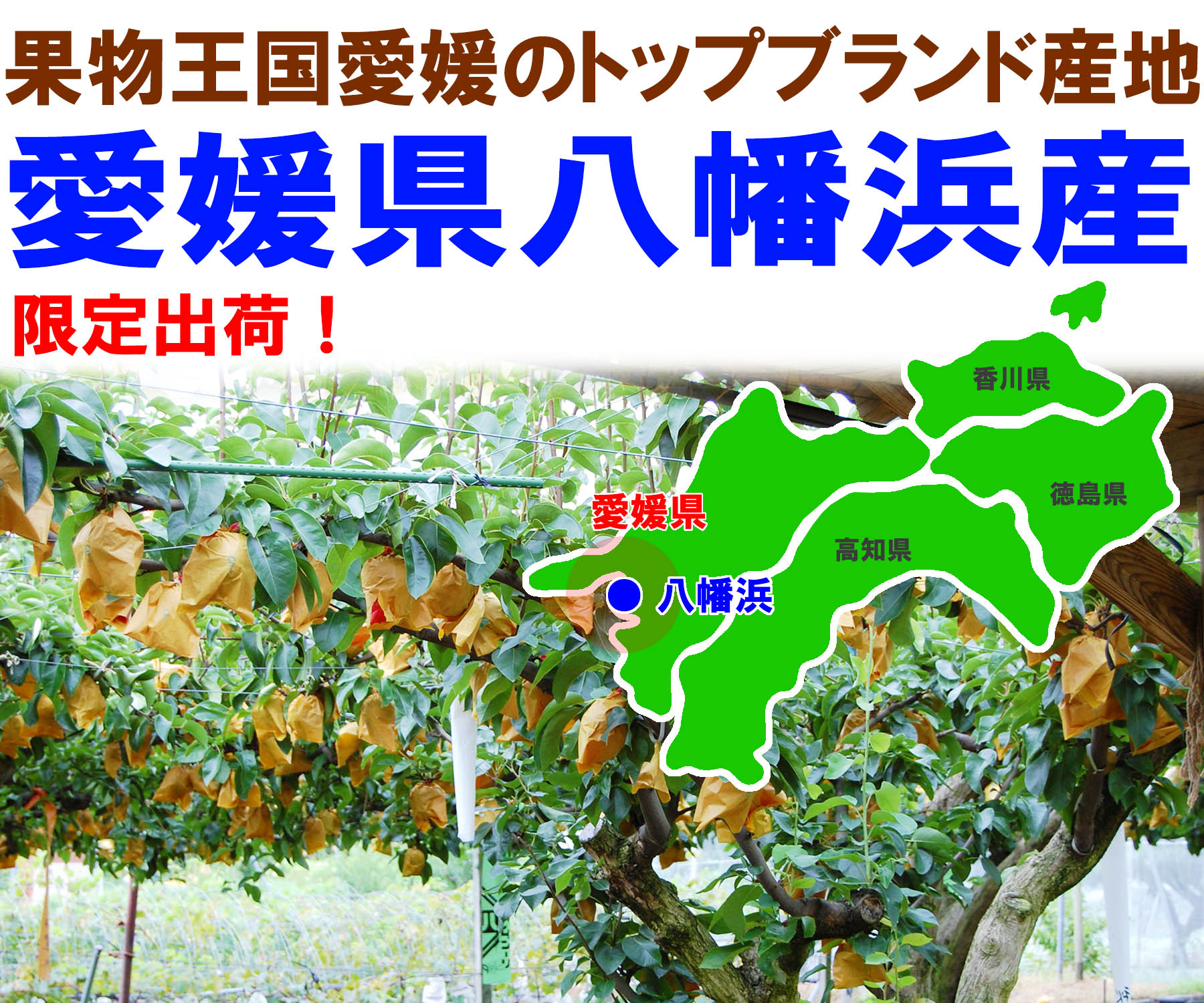 愛媛県産 幸水梨（こうすいなし）