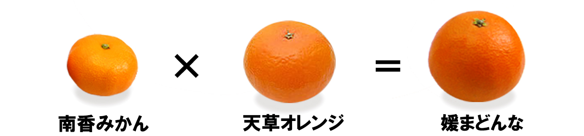 愛媛県産　媛まどんな