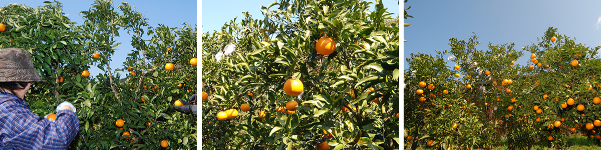 愛媛県産　媛まどんな