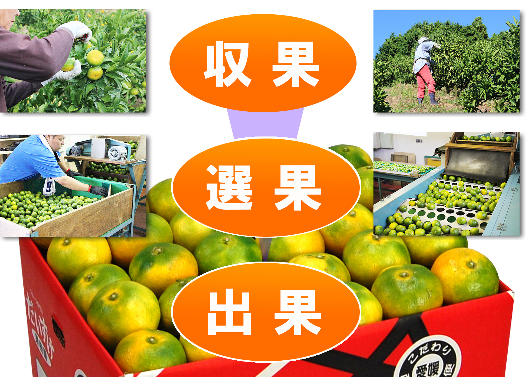 愛媛県産　媛まどんな