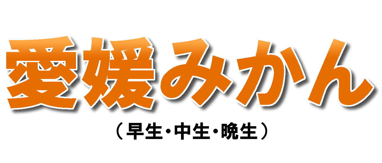 愛媛県産　愛媛みかん　温州みかん