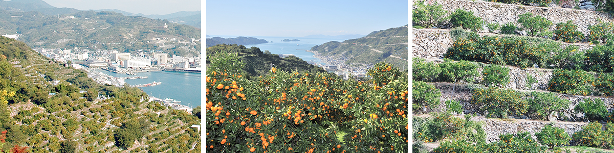 愛媛県産　愛媛みかん　温州みかん