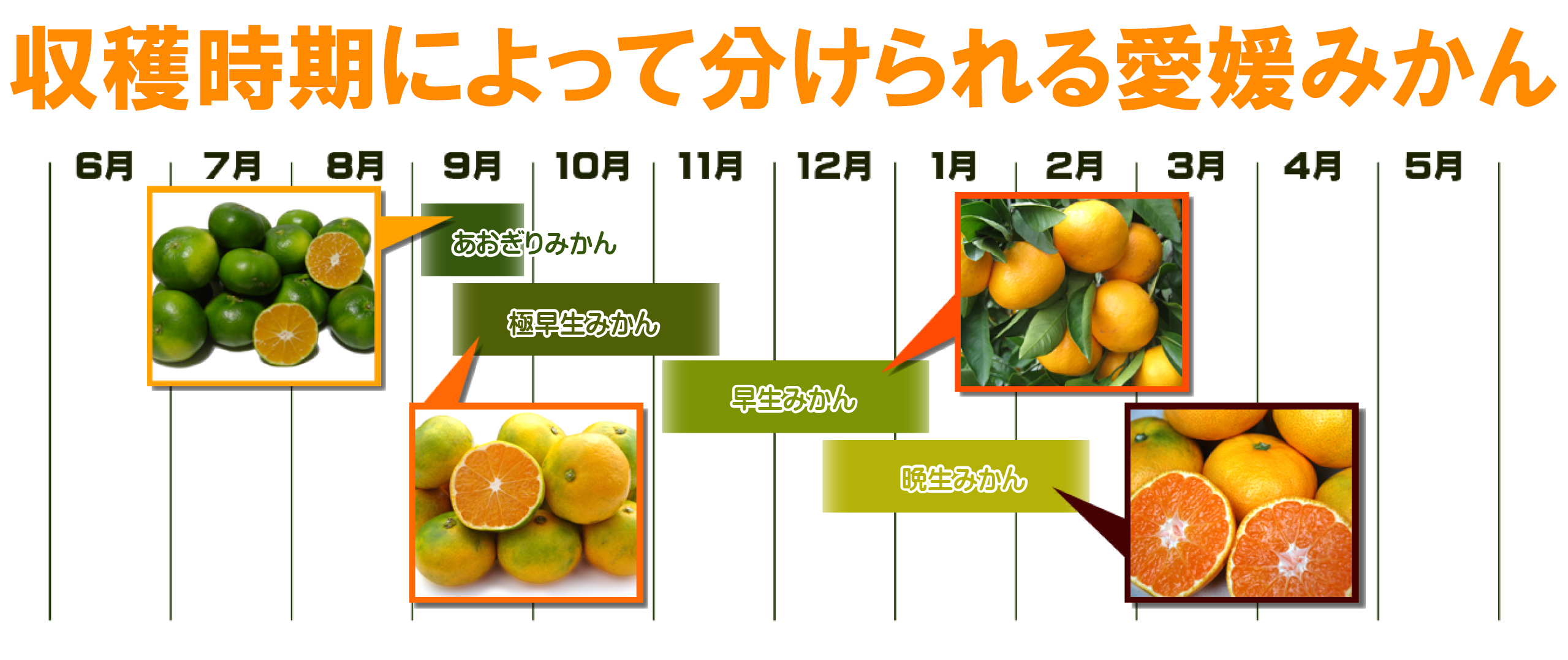 愛媛県産　愛媛みかん　温州みかん