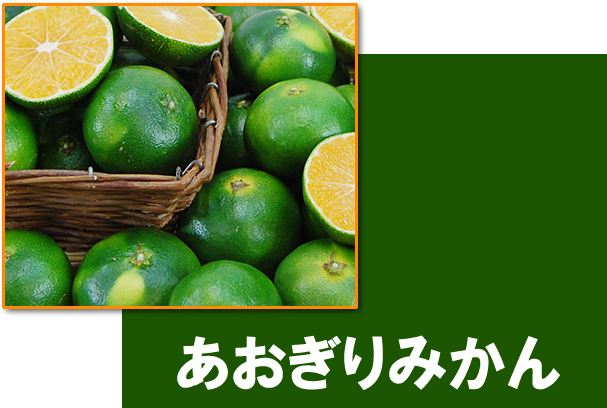 愛媛県産　愛媛みかん　温州みかん