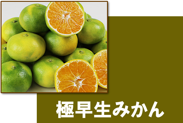 愛媛県産　愛媛みかん　温州みかん