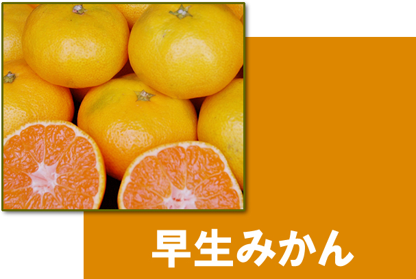 愛媛県産　愛媛みかん　温州みかん