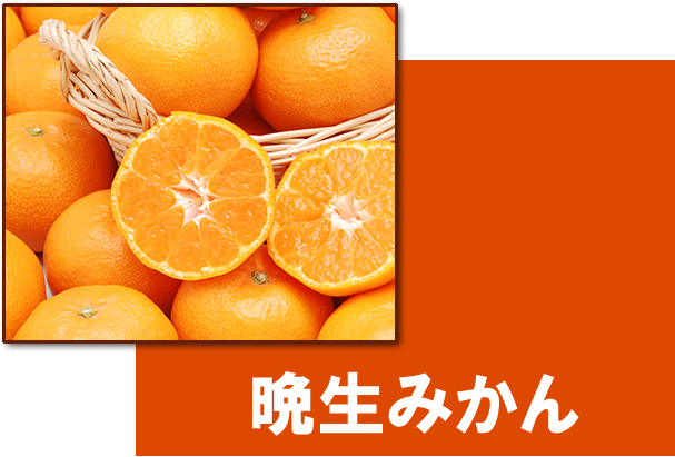 愛媛県産　愛媛みかん　温州みかん