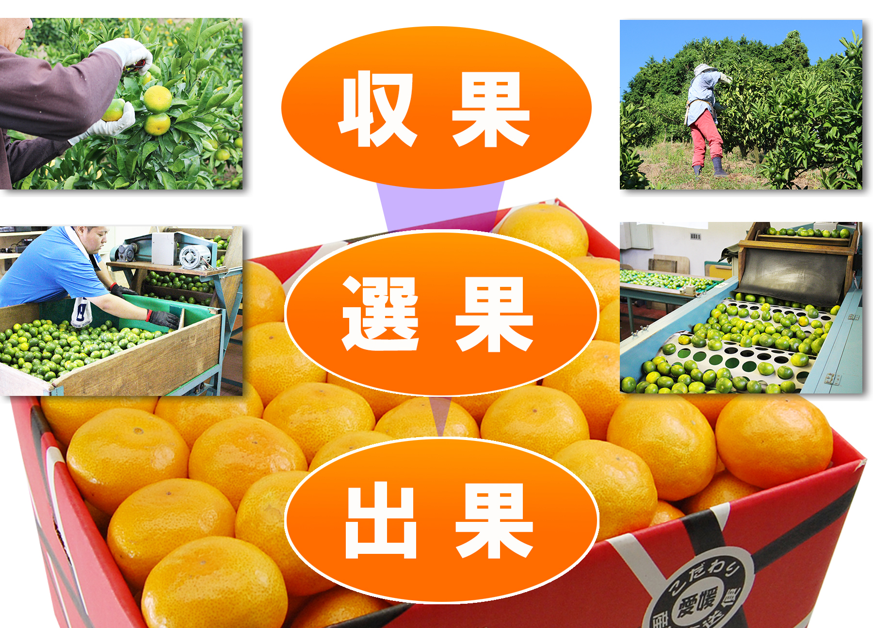 愛媛県産　愛媛みかん　温州みかん