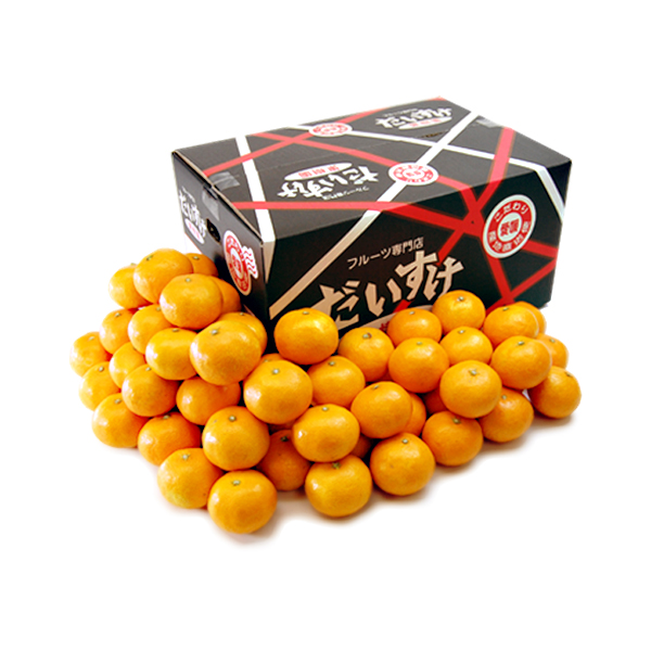 愛媛みかん こつぶ君5ｋｇ