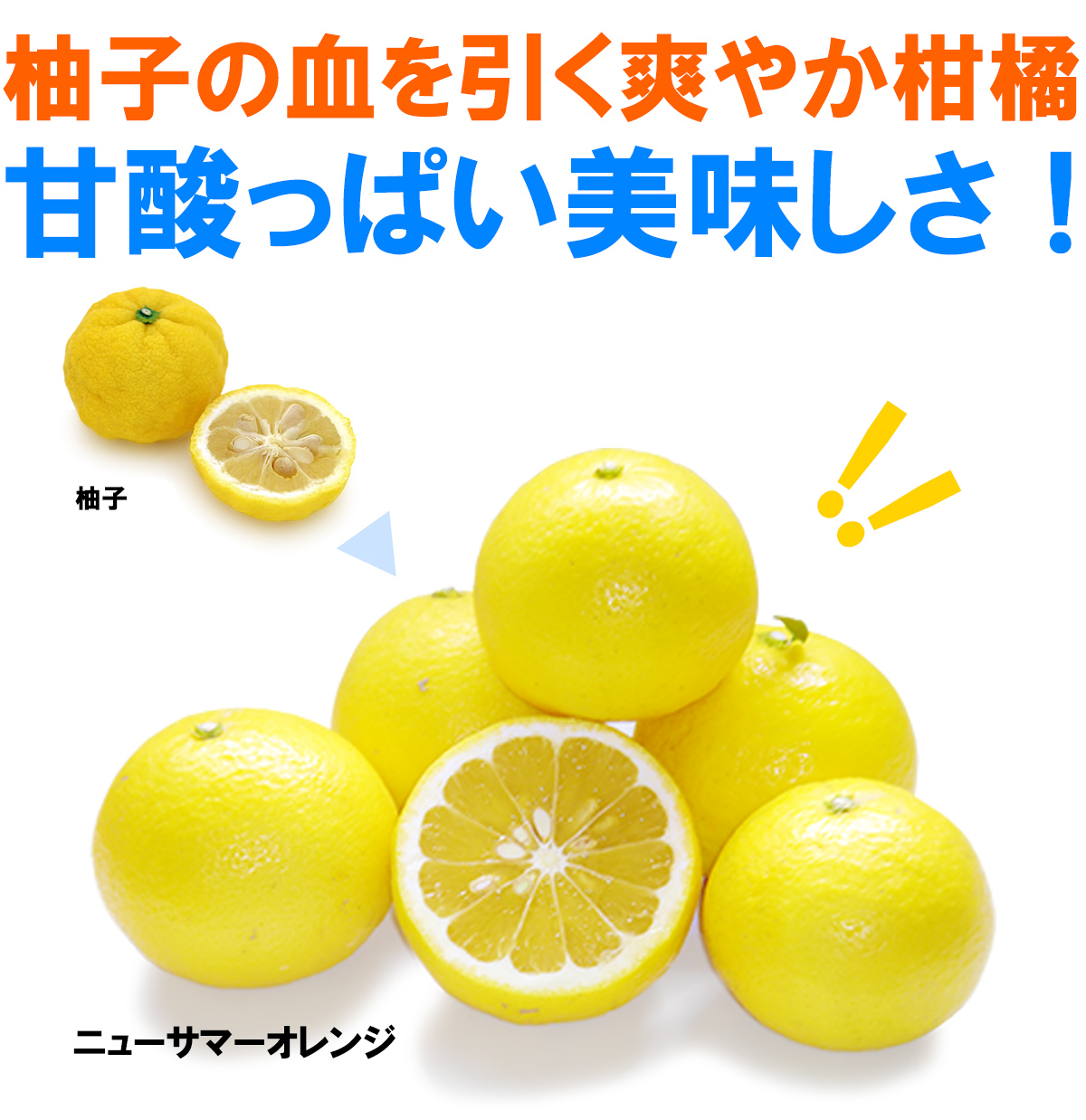 愛媛県産 ニューサマーオレンジ