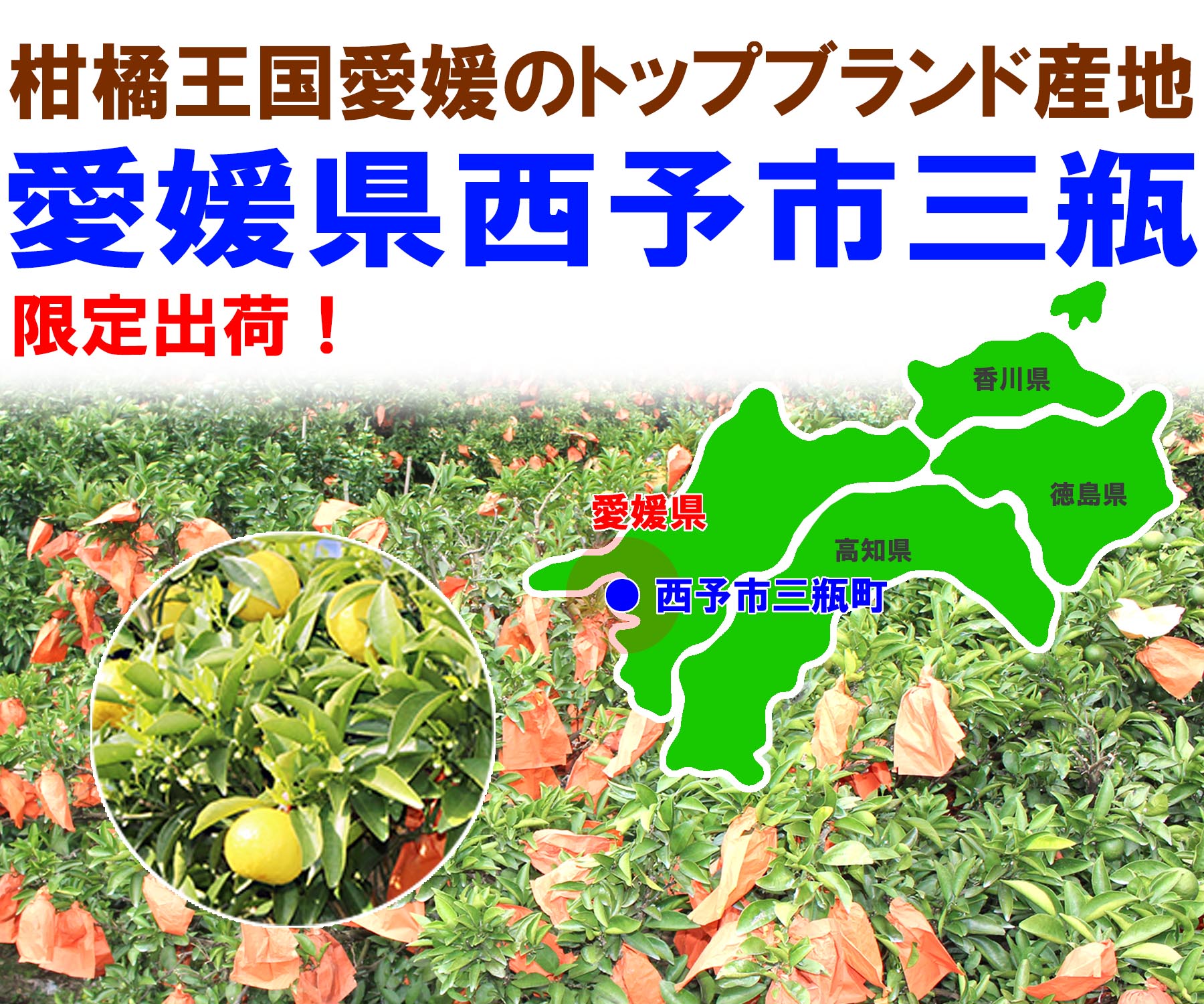 愛媛県産 ニューサマーオレンジ