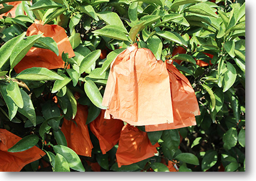 愛媛県産 ニューサマーオレンジ