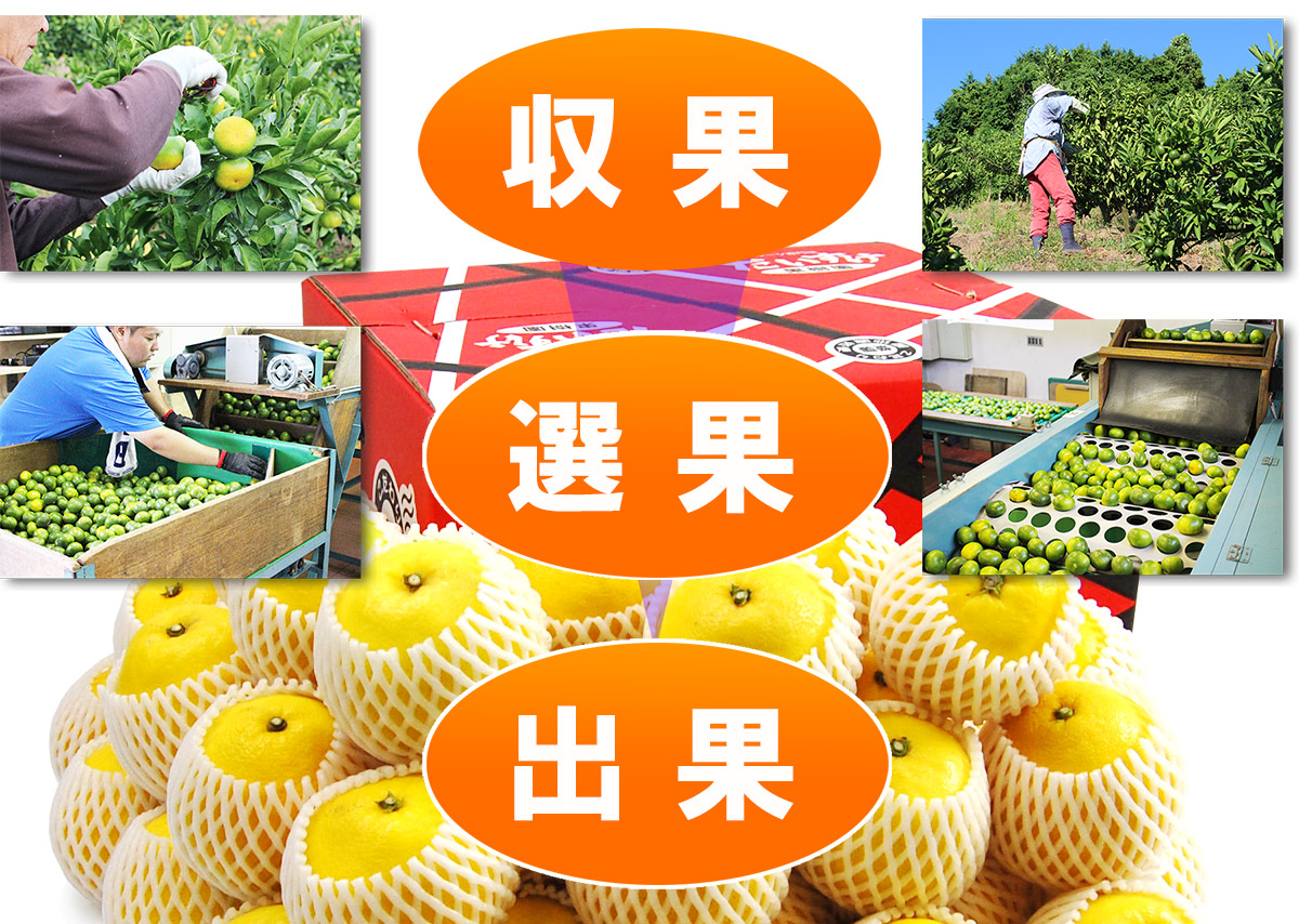 愛媛県産 ニューサマーオレンジ