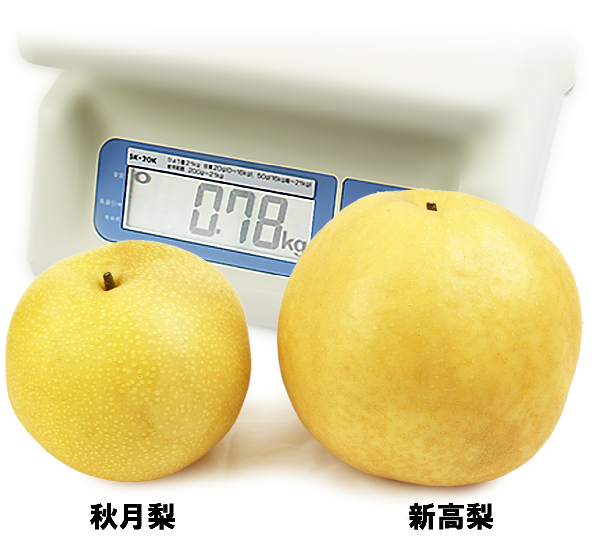 愛媛県産 新高梨（にいたかなし）