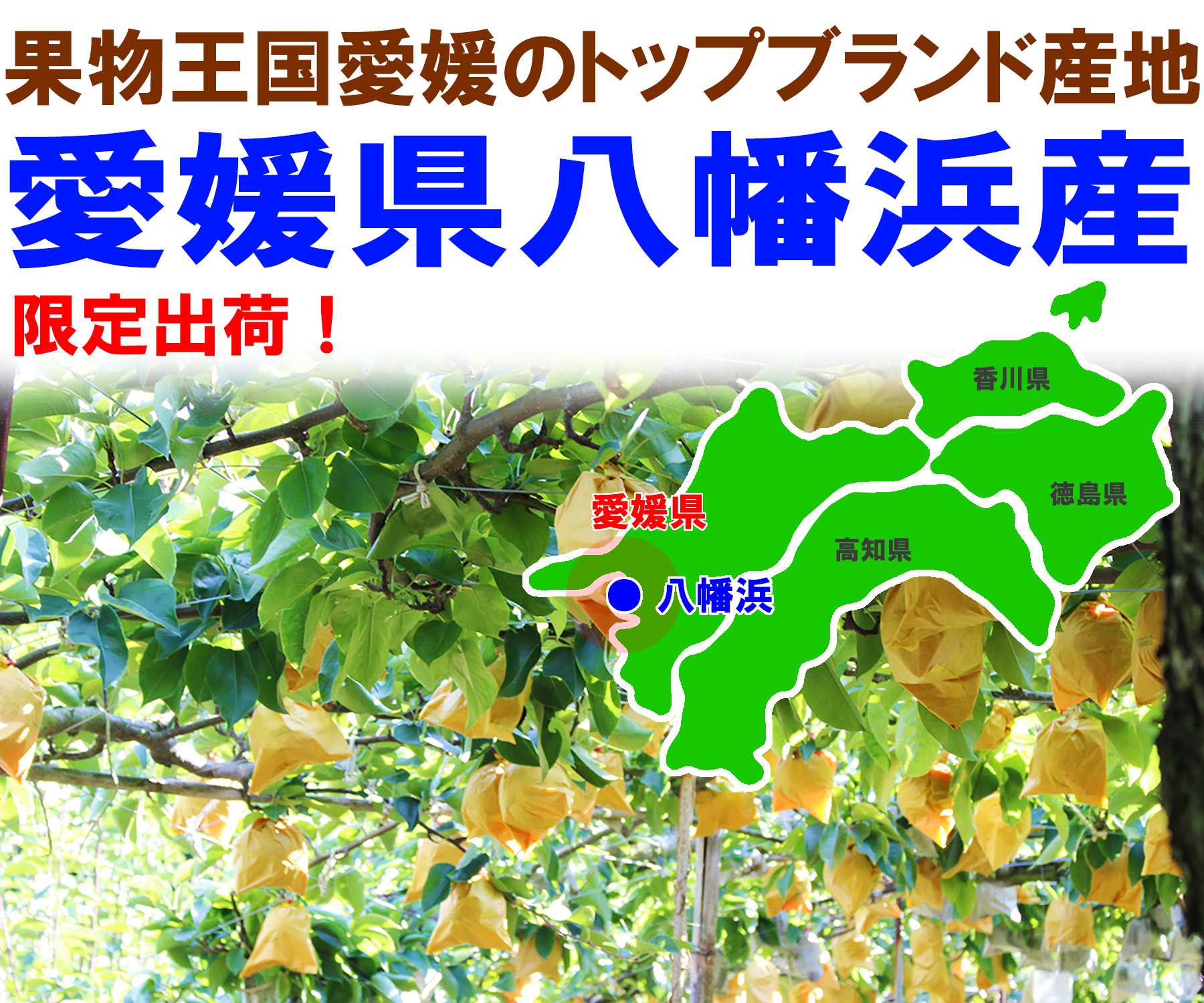 愛媛県産 新高梨（にいたかなし）
