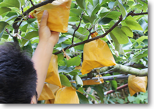 愛媛県産 新高梨（にいたかなし）