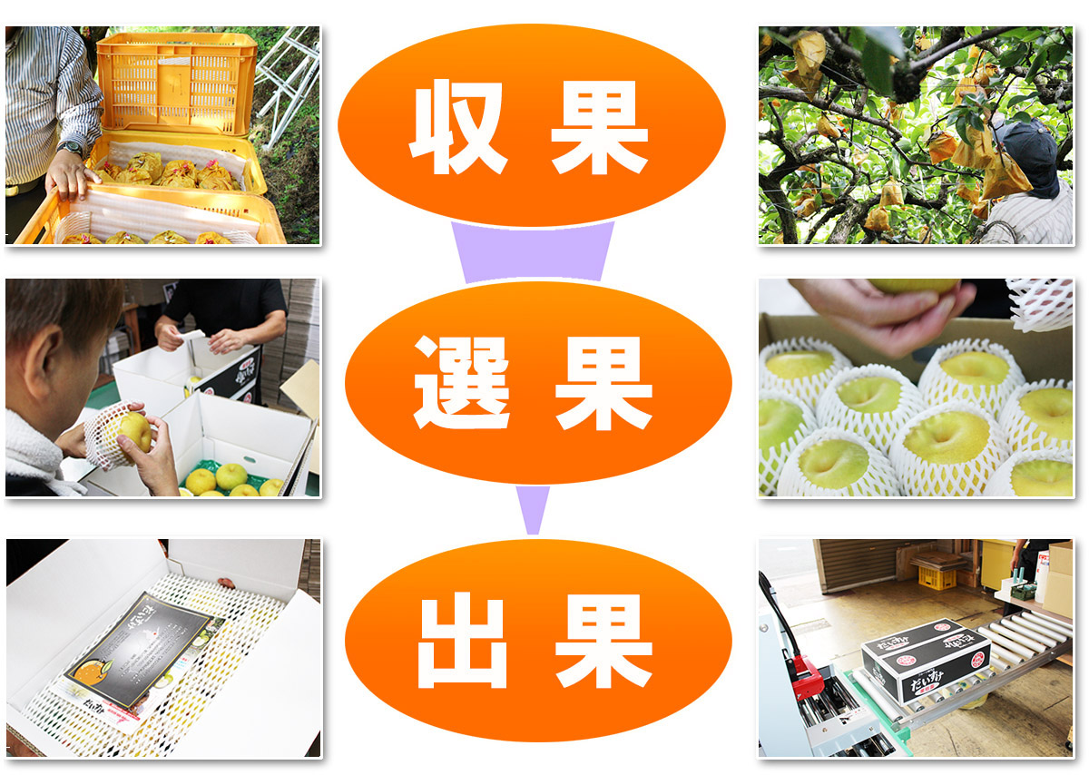 愛媛県産 新高梨（にいたかなし）