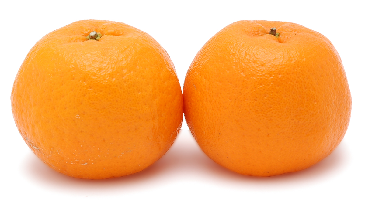 愛媛県産 ポンカン