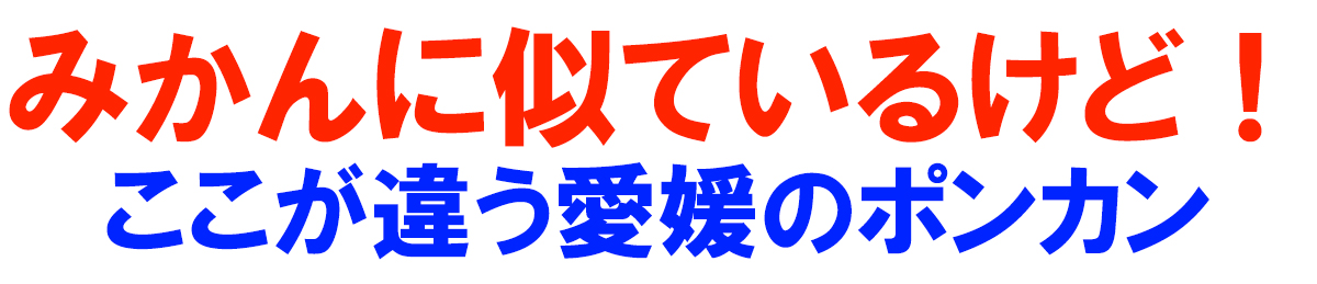 愛媛県産 ポンカン