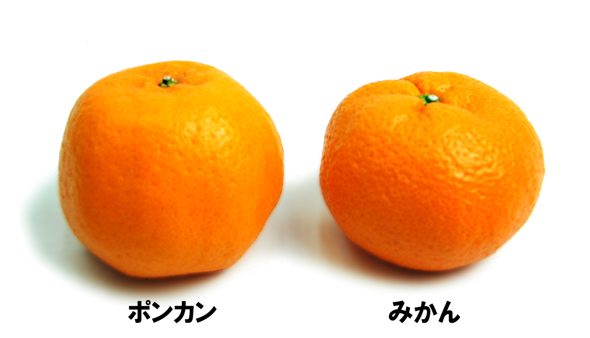 愛媛県産 ポンカン