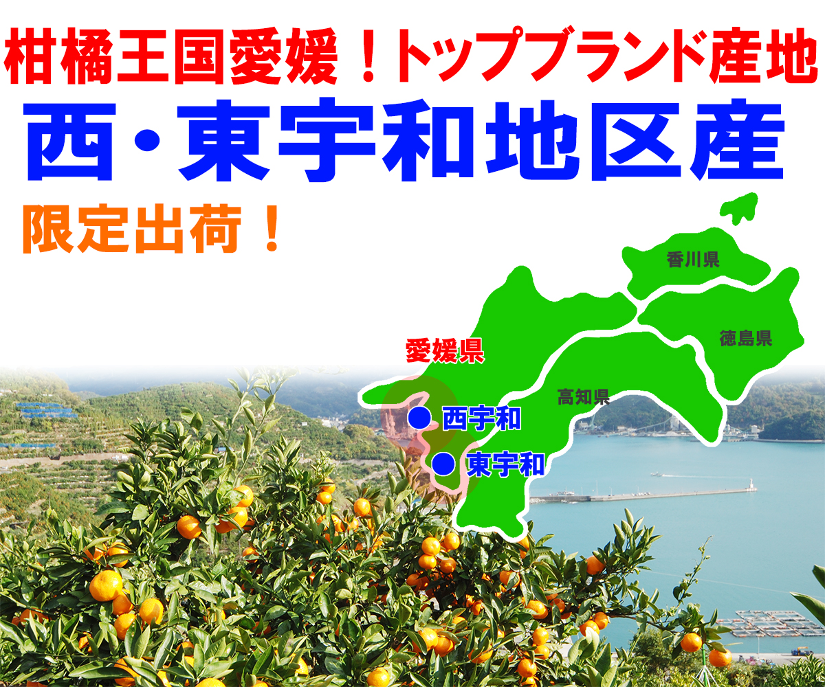 愛媛県産 ポンカン