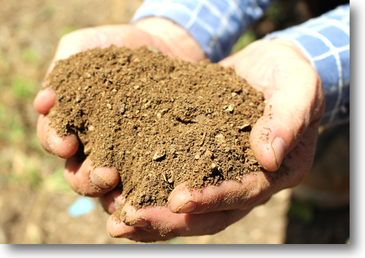 愛媛県産 ポンカン