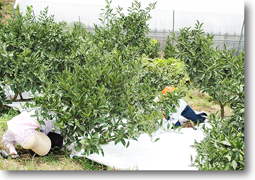 愛媛県産 ポンカン