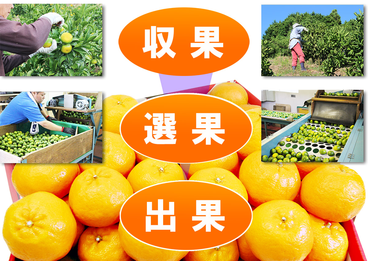 愛媛県産 ポンカン