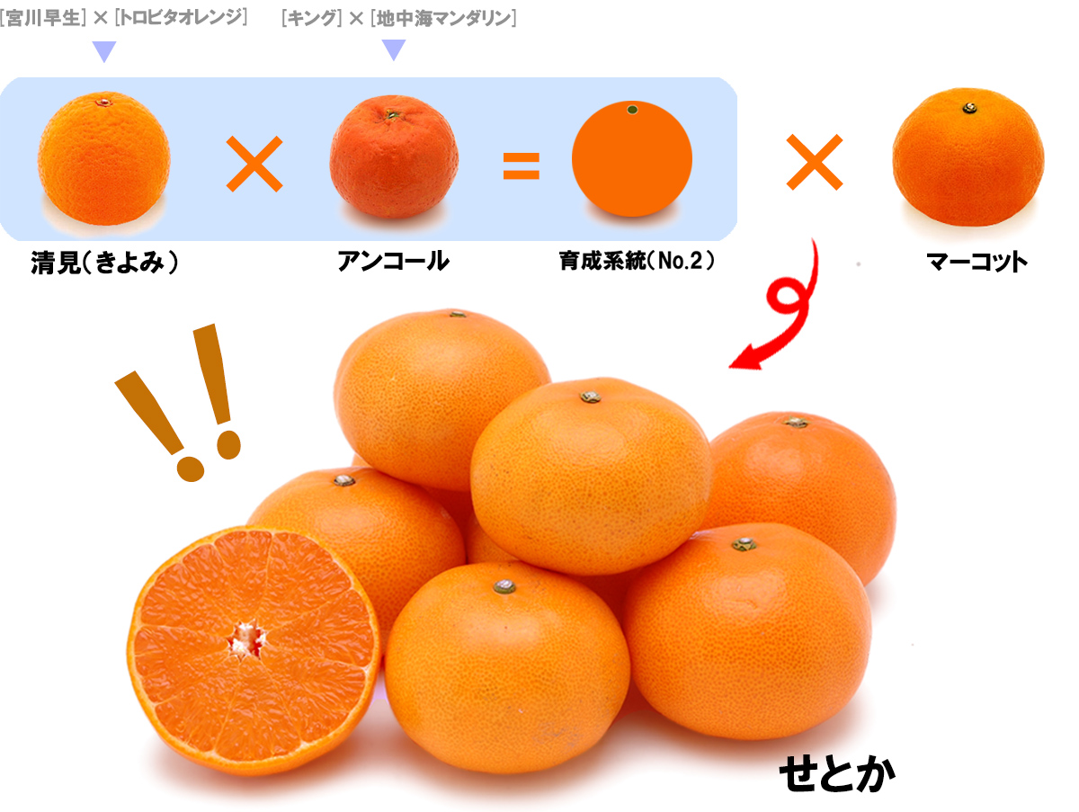 愛媛県産 せとか