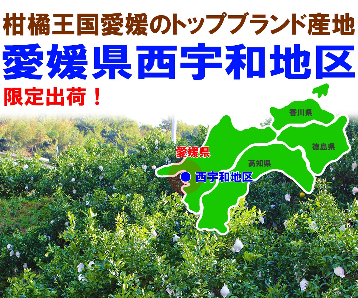 愛媛県産 せとか